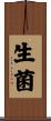 生菌 Scroll
