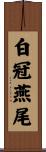 白冠燕尾 Scroll