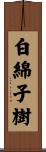 白綿子樹 Scroll