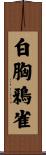 白胸鴉雀 Scroll