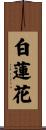白蓮花 Scroll
