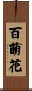 百萌花 Scroll