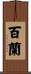 百蘭 Scroll
