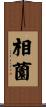 相薗 Scroll