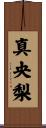 真央梨 Scroll