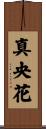 真央花 Scroll
