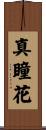 真瞳花 Scroll