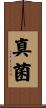 真菌 Scroll