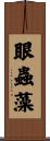 眼蟲藻 Scroll