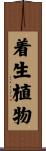 着生植物 Scroll
