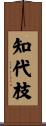知代枝 Scroll