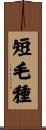 短毛種 Scroll