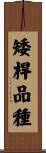 矮桿品種 Scroll