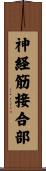 神経筋接合部 Scroll