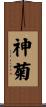 神菊 Scroll
