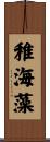稚海藻 Scroll