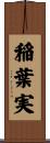 稲葉実 Scroll