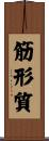 筋形質 Scroll