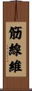 筋線維 Scroll