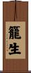 籠生 Scroll