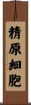 精原細胞 Scroll