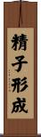 精子形成 Scroll