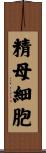 精母細胞 Scroll