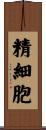精細胞 Scroll