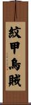 紋甲烏賊 Scroll