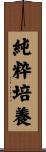 純粋培養 Scroll
