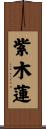 紫木蓮 Scroll