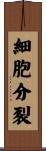 細胞分裂 Scroll