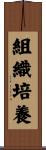 組織培養 Scroll