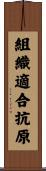 組織適合抗原 Scroll