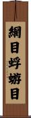 網目蜉蝣目 Scroll