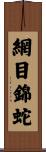 網目錦蛇 Scroll