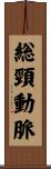 総頸動脈 Scroll