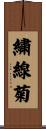 繍線菊 Scroll