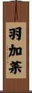羽加菜 Scroll