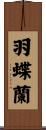 羽蝶蘭 Scroll