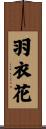 羽衣花 Scroll