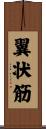 翼状筋 Scroll