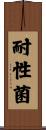 耐性菌 Scroll