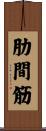 肋間筋 Scroll