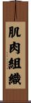 肌肉組織 Scroll