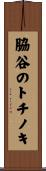 脇谷のトチノキ Scroll
