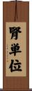 腎単位 Scroll