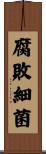 腐敗細菌 Scroll