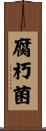 腐朽菌 Scroll