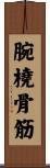 腕橈骨筋 Scroll